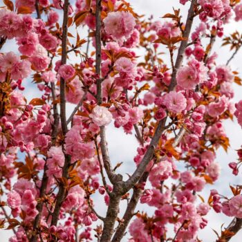 primavara_cluj9-350x350