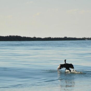 faleza_sulina8-350x350