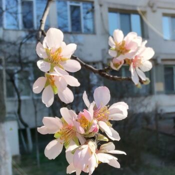 12mar-23-2-2-350x350