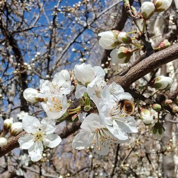 12mar-23-2-3-350x350