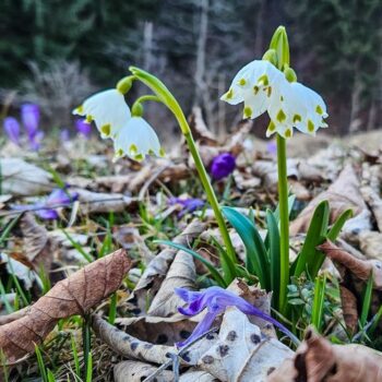 21marz23-3-1-350x350