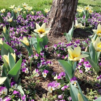 25mar23-1-11-350x350