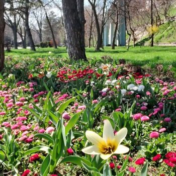 25mar23-1-12-350x350