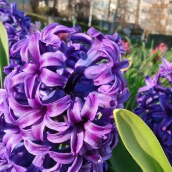 31mar23-2-10-350x350