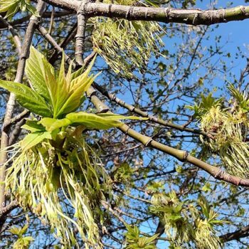 31mar23-2-11-350x350