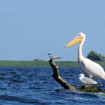 sulina_delta4-350x350