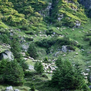 transfagarasan_aug2-350x350