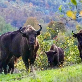 masivul_mic1-350x350