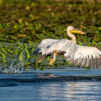 jurnal_zi101-350x350