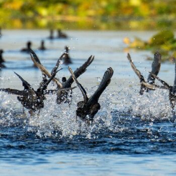 jurnal_zi102-350x350