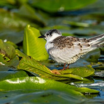 jurnal_zi103-350x350