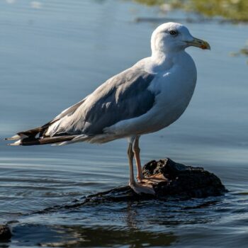 jurnal_zi104-350x350