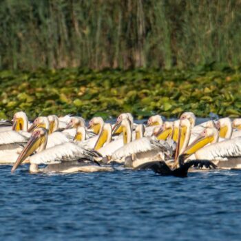 jurnal_zi105-350x350