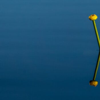 jurnal_zi106-350x350