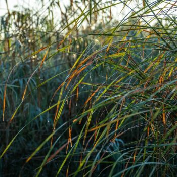 jurnal_zi107-350x350