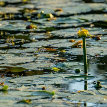 jurnal_zi108-350x350