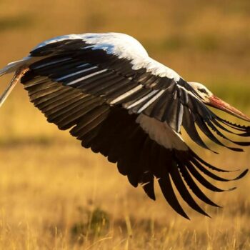 pasari_romanaia-350x350