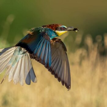 pasari_romanaia1-350x350