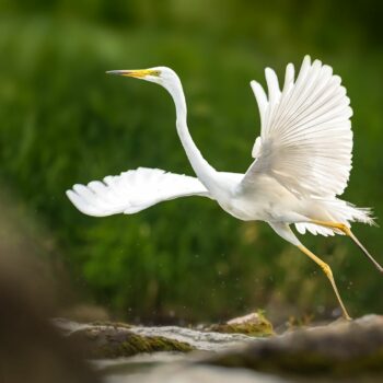 pasari_romanaia2-350x350