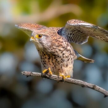 pasari_romanaia3-350x350