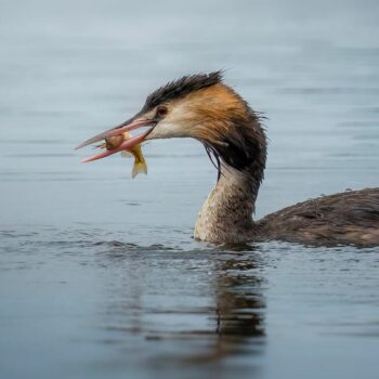 pasari_romanaia4-350x350