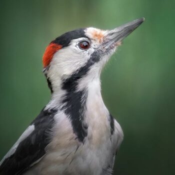 pasari_romanaia5-350x350