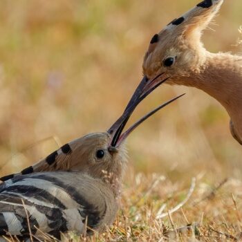 pasari_romanaia6-350x350