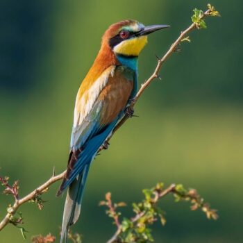 pasari_romanaia7-350x350