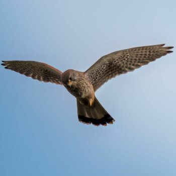 pasari_romanaia8-350x350