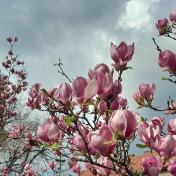 timisoara1-1-350x350