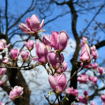 timisoara1-2-350x350