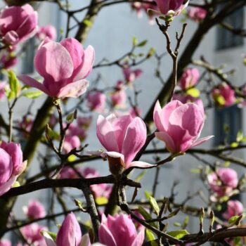 timisoara5-1-350x350