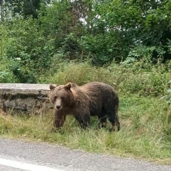 transfagarasan_three1-350x350