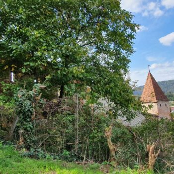 sighisoara_three6-350x350