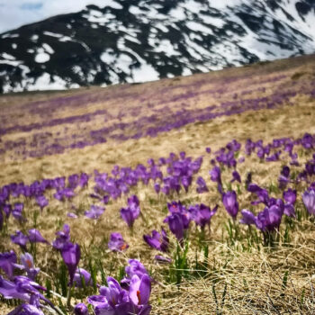 parcuri_naturale6-350x350