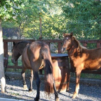 Uferpromenade9-350x350