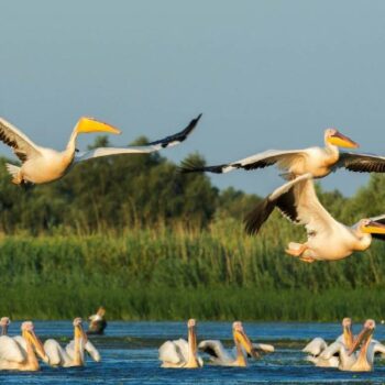 Kostenfreie1-350x350