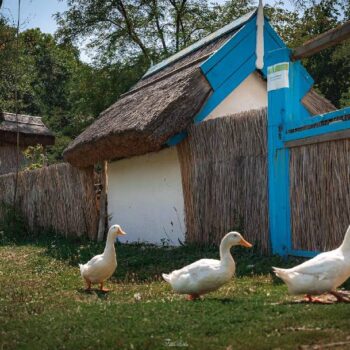 Volkskultur9-350x350