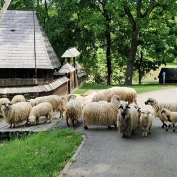 Siebenbürgen2-350x350