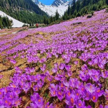 Wunderbares5-350x350